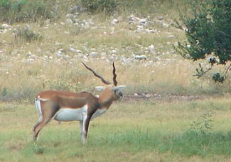 Black Buck